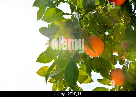 orange harvest hanging on a branch, citrus trees in israel. warm sunny day Stock Photo