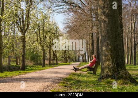 Man resting on bench alond path lined with blossoming fruit trees in spring, Gelderland, the Netherlands Stock Photo