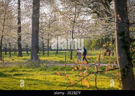 Couple walking through orchard with blossoming fruit trees in spring, Gelderland, the Netherlands Stock Photo