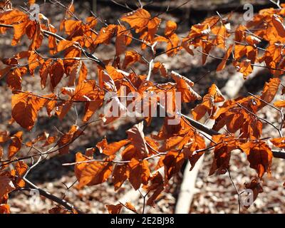 Dry Leaves of a Beech in early spring Stock Photo