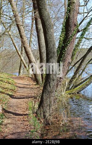 Path at the Amtssee near Chorin in winter Stock Photo