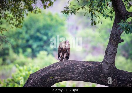 Hooded vulture, Necrosyrtes monachus, perched on a tree limb. Kruger National Park, South Africa. Stock Photo