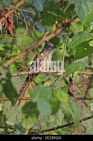 Levaillant's Cuckoo (Clamator levaillantii) immature perched on branch   Stingless-bee Road,near Kakum, Ghana                     February Stock Photo