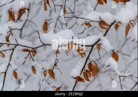 Beech tree in snow Stock Photo