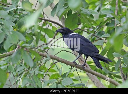 Pied Crow (Corvus albus) adult perched on branch  Ankasa Reserve, Ghana                     February Stock Photo