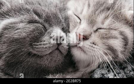 Couple happy kittens sleep relax together. Kitten family in love. Adorable kitty noses for Valentine s Day.Long web banner close up. Cozy home animal Stock Photo