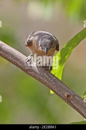Northern Puffback (Dryoscopus gambensis gambensis) adult female foraging in tree  Mole NP, Ghana                     February Stock Photo