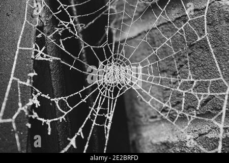 Frozen spider cobweb on a chilly morning in front of a brick wall at metal gate post in black and white Stock Photo