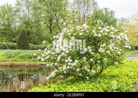 Viburnum Snowball, Viburnum carlesii, is a shrub with spherical growth form and white spherical flowers Stock Photo