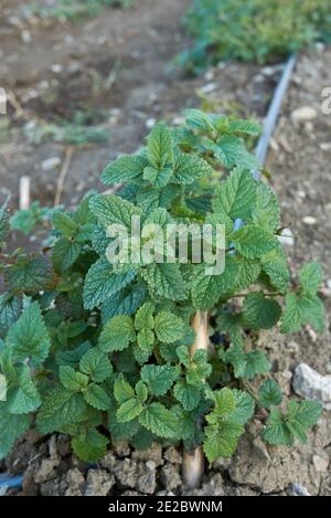Melissa officinalis plants in an agricultural field Stock Photo