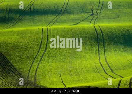 Scenic view of rolling fields near Kyjov at sunrise, Hodonin District, South Moravian Region, Moravia, Czech Republic Stock Photo