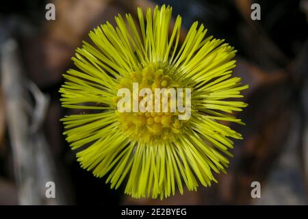 Tussilago farfara, commonly known as coltsfoot Stock Photo