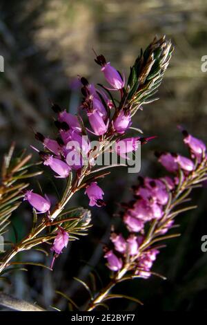 Erica carnea, the winter heath, winter-flowering heather, spring heath or alpine heath, is a species of flowering plant in the family Ericaceae. Stock Photo