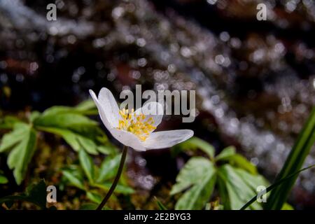 Spring flower Anemone nemorosa , early-spring flowering plant in the buttercup family Ranunculaceae, native to Europe. Other common names windflower Stock Photo