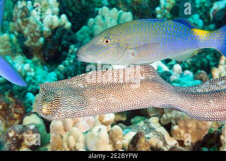 hunting coalition or multi-species foraging aggregation of whitemouth moray eel, and blue goatfish or yellowsaddle goatfish, Kona, Hawaii, USA Stock Photo
