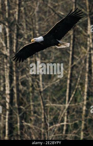 Closeup view of an adult bald eagle soaring in front of a forest Stock Photo