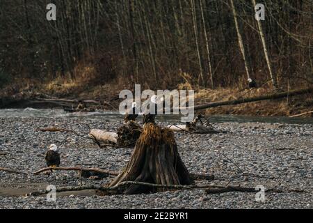 Wide angle view of a group of bald eagles on a riverbed Stock Photo