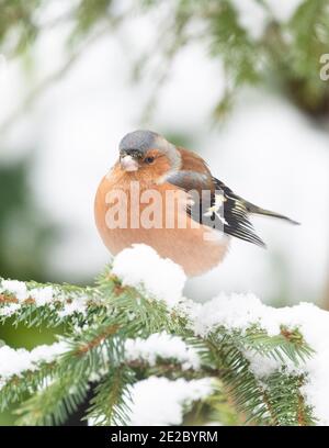 Male chaffinch bird - Fringilla coelebs - perched in snow covered fir tree in winter - Scotland, UK Stock Photo