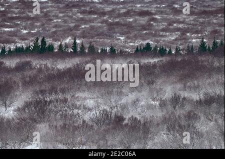Monochrome leafless trees covered with hoarfrost growing in snowy valley near evergreen spruces in winter Stock Photo