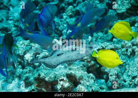 Hunting coalition of blue goatfish and bluefin trevally is joined by  peacock flounder; Kona, Hawaii, USA ( Pacific Ocean ) Stock Photo