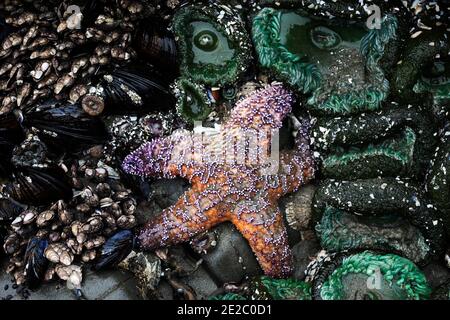 A starfish clings to a rock at low tide in Tofino Stock Photo