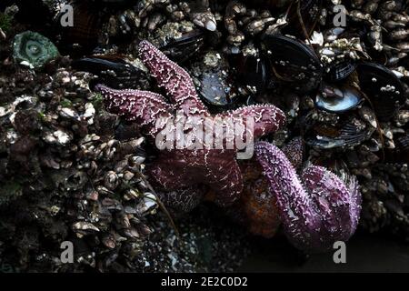 Starfish cling to a rock at low tide in Tofino Stock Photo
