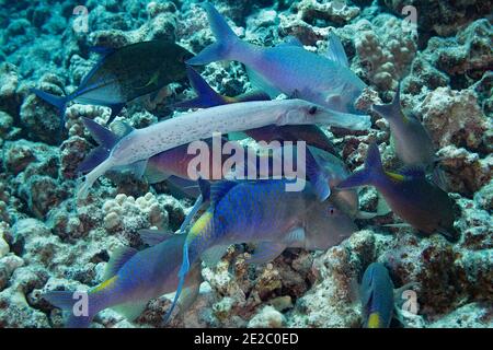 Hunting coalition of blue goatfish, trumpetfish, and bluefin trevally, Kona, Hawaii, USA; Trumpetfish is flecked with dark ecto-parasites. Stock Photo