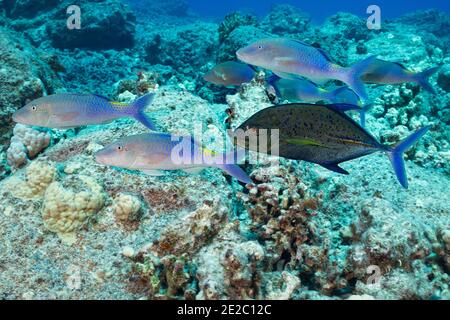 Hunting coalition of blue goatfish and bluefin jack; Jack has adopted a dark color phase, which may indicate aggression or territoriality; Kona,Hawaii Stock Photo