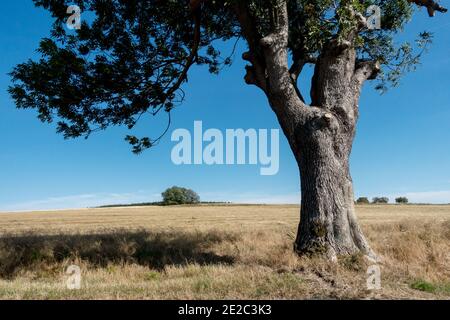 Fraxinus excelsior tree, European ash tree in land scenery Stock Photo