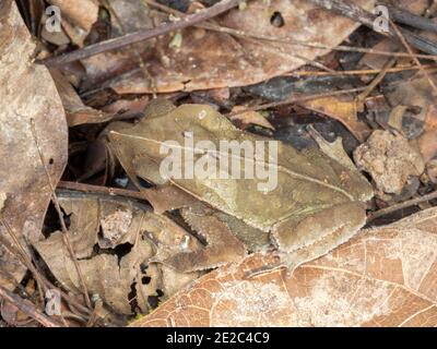 Bom Jardim Toad (Rhinella dapsilis). Camouflaged in the leaf litter on the rainforest floor in the Ecuadorian Amazon Stock Photo