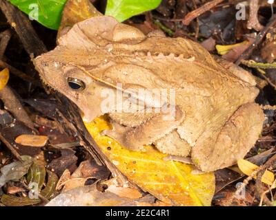 A large female Bom Jardim Toad (Rhinella dapsilis) concealed in the leaf litter on the rainforest floor in the Ecuadorian Amazon Stock Photo