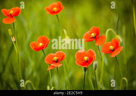 Red, wild long-headed poppies (Papaver dubium) against a green background. Photo taken in 15th of May 2020, on a field near Timisoara, Timis county, R Stock Photo