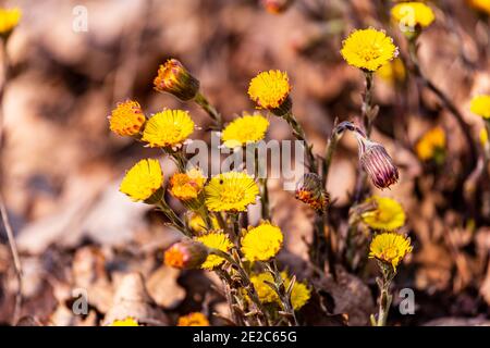 Tussilago farfara or commonly known as coltsfoot, used as a cure plant for respiratory inflammations in antiquity. Photo taken on 21st of March 2020 o Stock Photo