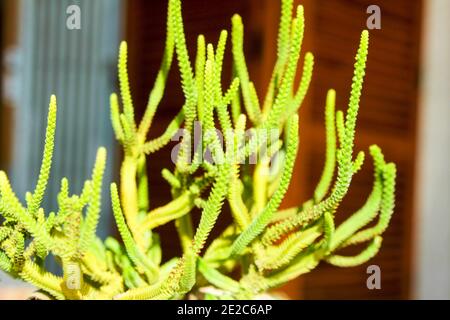 Colorful Crassula Muscosa plant pot under the sun in winter Stock Photo