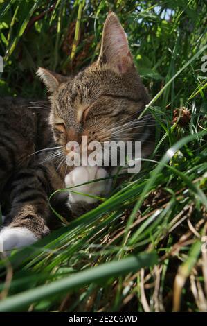 Tabby cat sitting in long grass Stock Photo