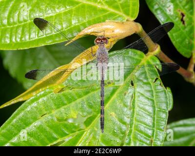 Amazonian dragonfly resting on a leaf in the rainforest, Ecuador Stock Photo
