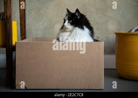 Beautiful black and white longhaired cat with green eyes looking to the left and sitting in a cardboard box in a interior with yellow accents. A recyc Stock Photo