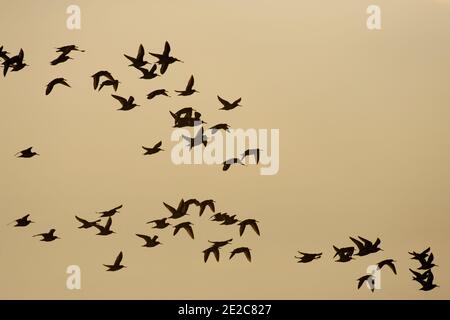 Oystercatchers, Haematopus ostralegus, in flight over the Wash near the RSPB's Snettisham nature reserve, Norfolk, 19th April 2019. Stock Photo