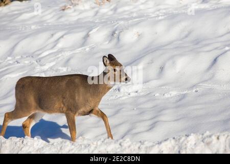 white tailed deer in winter Stock Photo