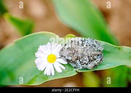 Dumpy Frogs Sitting on a Flower.Beautiful summer card.Pest in the garden Stock Photo
