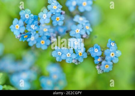 Violet blue flowers. summer background. forget-me-nots macro. raindrops and dew on the petals. one dandelion seeds.Beautiful summer spring card Stock Photo