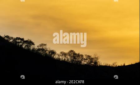 Tree silhouette on sky backgrounds after sunset. Stock Photo