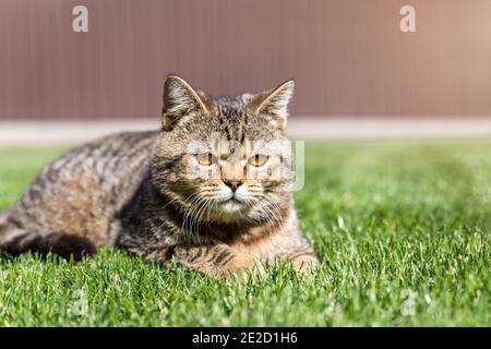 Young beautiful tabby calm domestic cat sunbathing and napping at green grass lawn on house yard on bright warm spring summer day. Happy pet enjoy Stock Photo