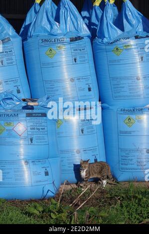 Tabby cat and bags of fertiliser Stock Photo