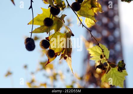 Photo taken on October 19, 2011 shows the autumn scenery at 'Champ de Mars' in Paris, France. Photo by Alain Apaydin/ABACAPRESS.COM Stock Photo