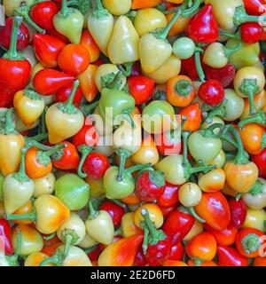 Big bunch of mix hot chili peppers Stock Photo - Alamy