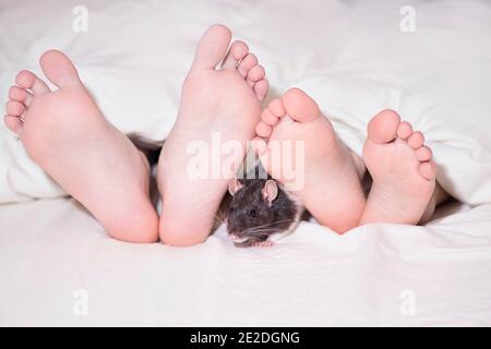 Children's legs and a home decorative rat sits nearby. Pets in the house. Stock Photo