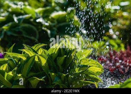 water drops in sunlight - watering flowers and plants in summer garden Stock Photo