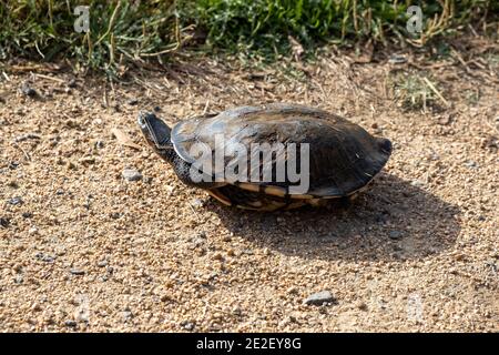 Eastern long-necked turtle on the ground Stock Photo