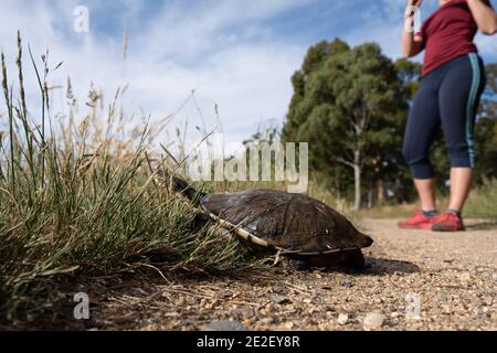 Eastern long-necked turtle hiding in the grass with tourist in the background Stock Photo